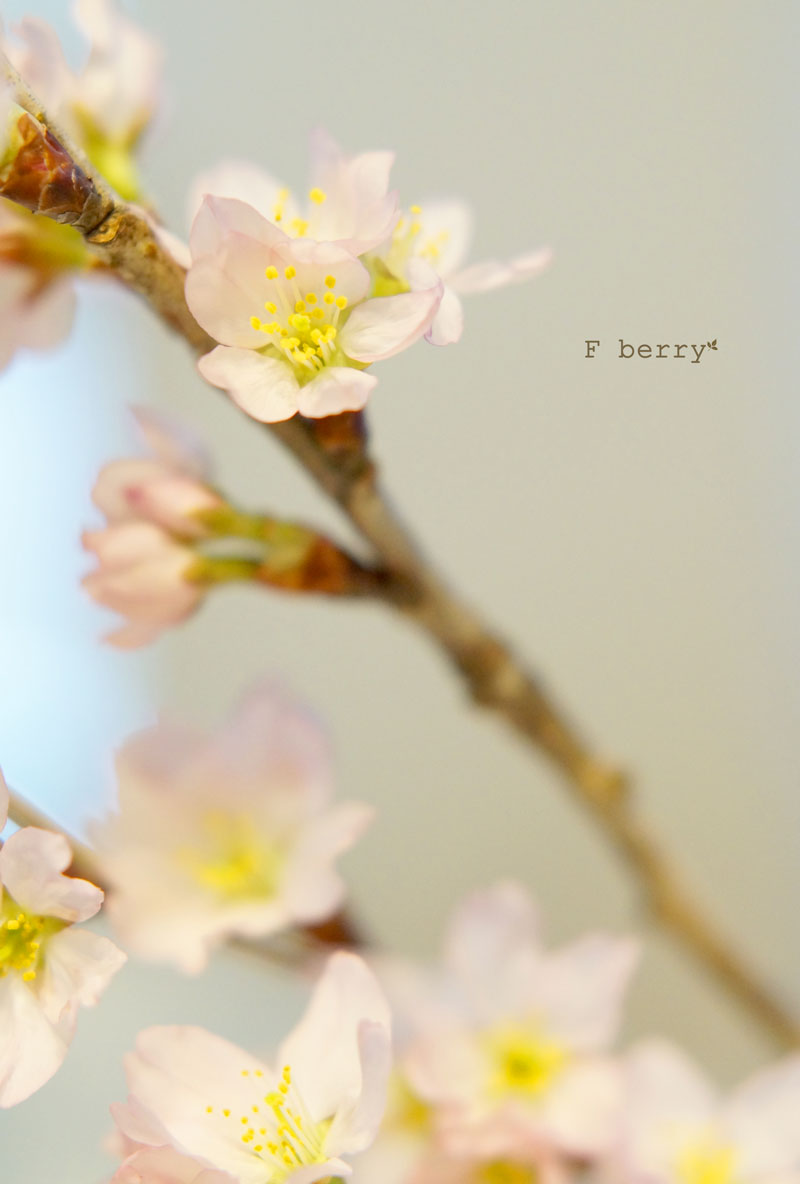フローラルフォームを捨てるには 東京 八王子のフラワーアレンジメント教室 F Berry Flower School